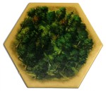 Forest v1 - 5th